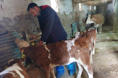  Elazığ’da şap hastalığına karşı 59 bin 800 hayvan aşılandı