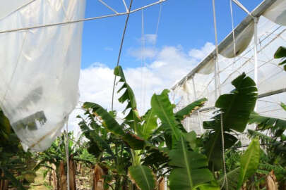 Hortum muz serasını vurdu!