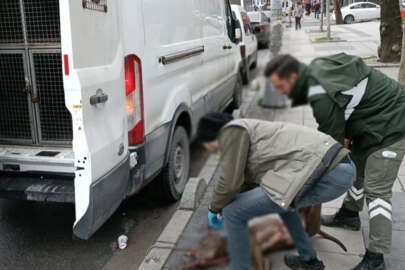 Küçük çocuğa saldıran pitpull'un sahibi gözaltında!