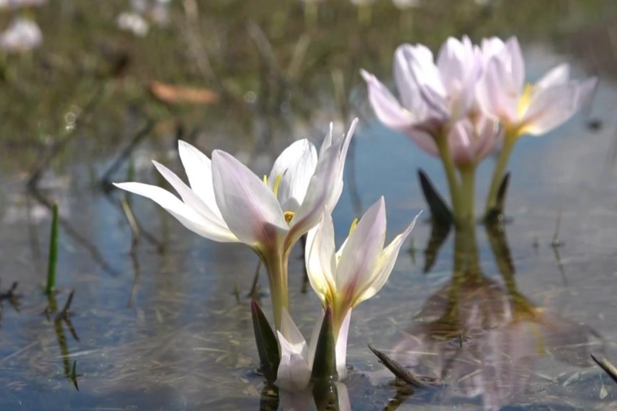 Muş Ovası’nda kardelen cümbüşü