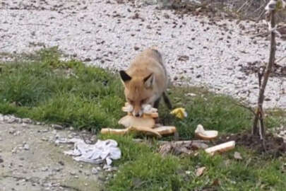 Bursa'da önlerine çıkan tilkiyi beslediler