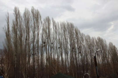 Erzurum'da kargalar köyü istila etti