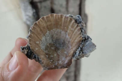 Kız Kulesi'nin betonunda deniz kumu ve midye çıktı!