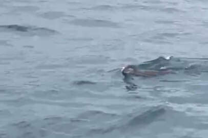  İstanbul Boğazı'nda su samuru!