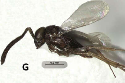 Aydın’da yeni bir böcek türü bulundu