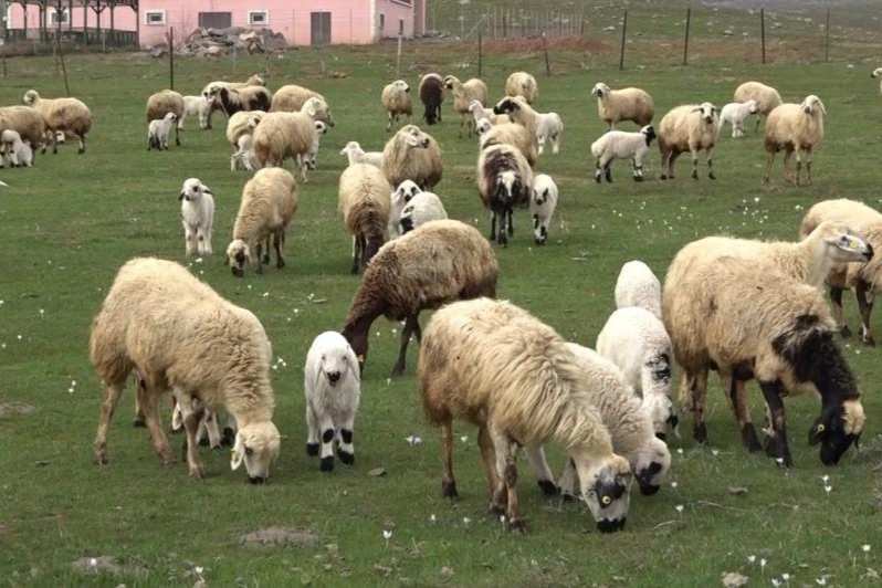 Muş Ovası kuzularla şenlendi