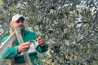 Bursa'da Mart ayında zeytin hasadı şaşırttı