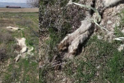 Kayseri'de vahşet! Ayakları bağlanmış halde köpek ölüleri bulundu