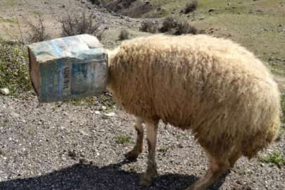 Kafası tenekeye sıkışan talihsiz koyunu tamirci kurtardı