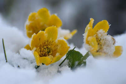 Mart sonunda kar geliyor!