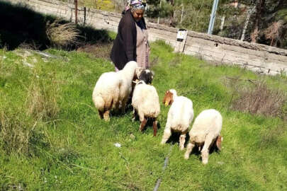 Kaybolan koyunları jandarma buldu