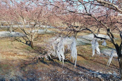 Malatya’da kayısıyı don vurdu