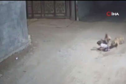 Irak'ta sokak köpekleri bebeğe saldırdı!