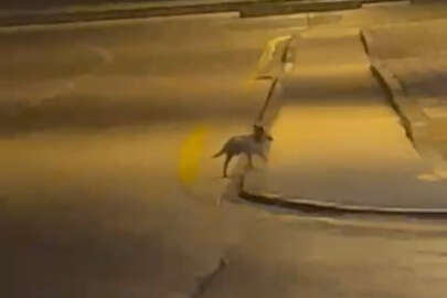 Aç kalan tilki Bolu sokaklarına indi   