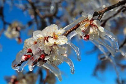 Üreticiler dikkat! Bursa Valiliği'nden don uyarısı