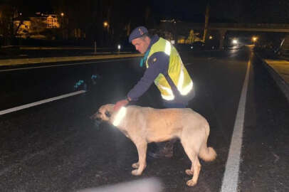 Bingöl’de sokak hayvanlarına reflektif tasma
