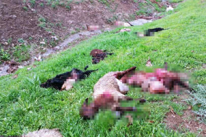 Kurt sürüsü ahırdaki hayvanları telef etti   