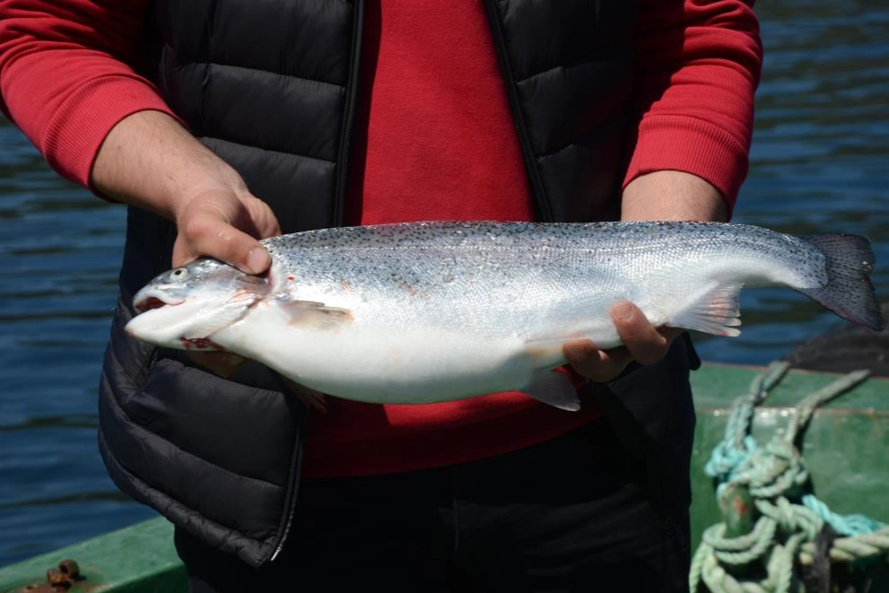 AB ve Japonya'ya Türk somonu!