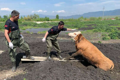 Bataklığa batan ineği itfaiye kurtardı 