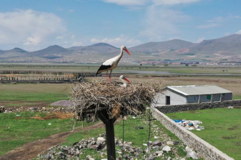 Göçmen Leylekler Hürmetçi Sazlığı'nda