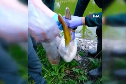 Pelikanın midesinden çıkan şok etti! İnanamayacaksınız...