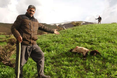 Kurtlar sürüye daldı, onlarca koyun telef oldu  