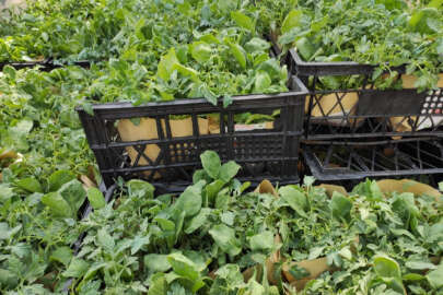 Bursa'da Osmangazi Belediyesi'nden 'Ata tohumu fidesi'