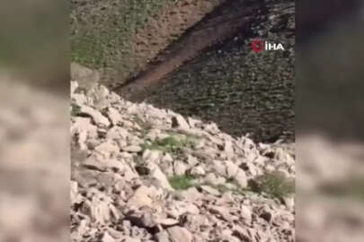 Elazığ'da görüldü... Nesli tehlike altında, dünyada nadir görülüyor!