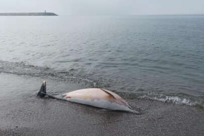 Samsun sahiline ölü yunus vurdu 