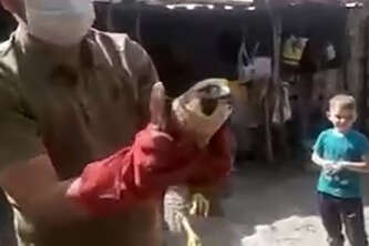 Dünyanın en hızlı kuşu yaralı bulundu