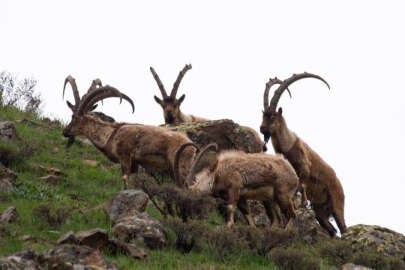 Tunceli’de boz ayı ailesi ve yaban keçileri görüntülendi