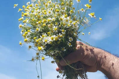 Uzmanlar uyardı, her papatya şifalı değildir