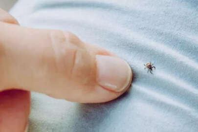 Yeniden hortladı! Keneden ilk ölüm gerçekleşti