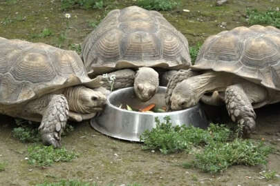 Bursa'da kaplumbağalara Dünya Kaplumbağa Günü'nde ziyafet