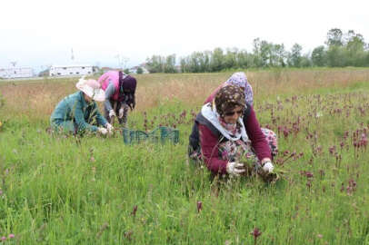 Topraktan çıkan altın! Kilosu 2 bin liradan alıcısı hazır... Üreticilerin yüzünü güldürdü
