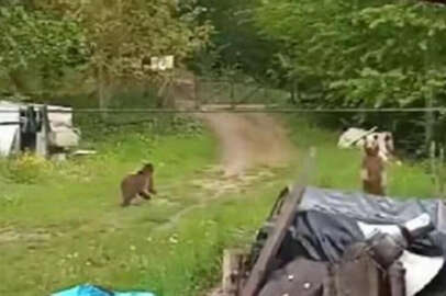 Bolu'da ilginç anlar! Bahçesine giren ayıları bağırarak uzaklaştırdı
