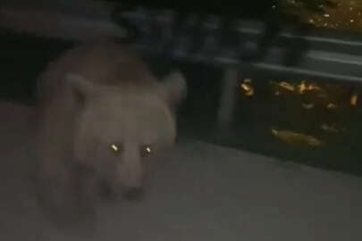 Bursa'da anayola inen ayı, otomobile saldırdı