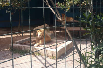 Hayvanat Bahçesi'nde selfie çekmek için kafesine girdikleri aslan saldırdı
