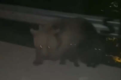 Bursa'da evli çift kabusu yaşadı! Anayola inen ayının saldırısına uğradılar