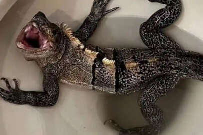 Klozetten iguana çıktı!