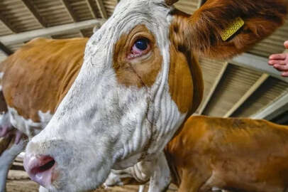 Kurbanlık fiyatları cep yakacak