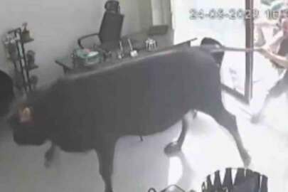 Mezbahaneden kaçan dana emlakçıda yakalandı