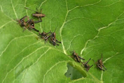 O ilde çekirge alarmı!