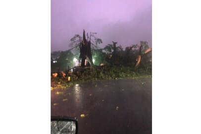 Sierra Leone'nun sembolü 400 yıllık pamuk ağacı fırtına nedeniyle devrildi
