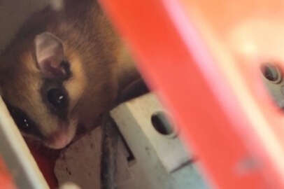 Nesli tehlikede olan yediuğur elektrik panosundan görüntülendi