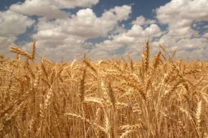 Türk buğday sektörü için kapsamlı yol haritası geliştirildi