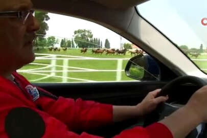 Türkiye'nin yerli ve milli otomobili Togg Bursa'da şampiyon atlarla yarıştı