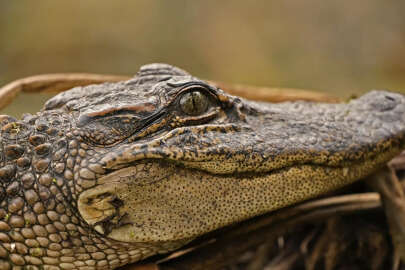 Yaşlı adam yetiştirdiği timsahlara yem oldu