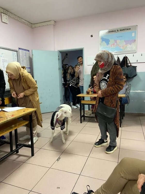 ÜZERİNE KAZAK GİYDİRDİĞİ KUZUSUYLA OY KULLANMAYA GELDİ