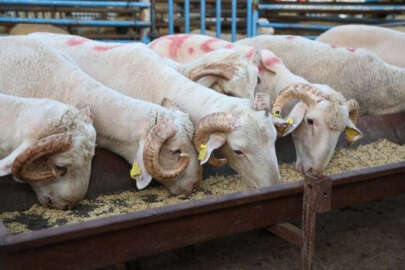 2023 kurbanlık fiyatları ne kadar?